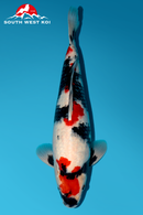 [#100P6] Showa [45cm][Female]
