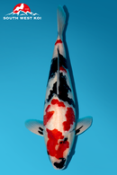 [#101P6] Showa [45cm][Female]