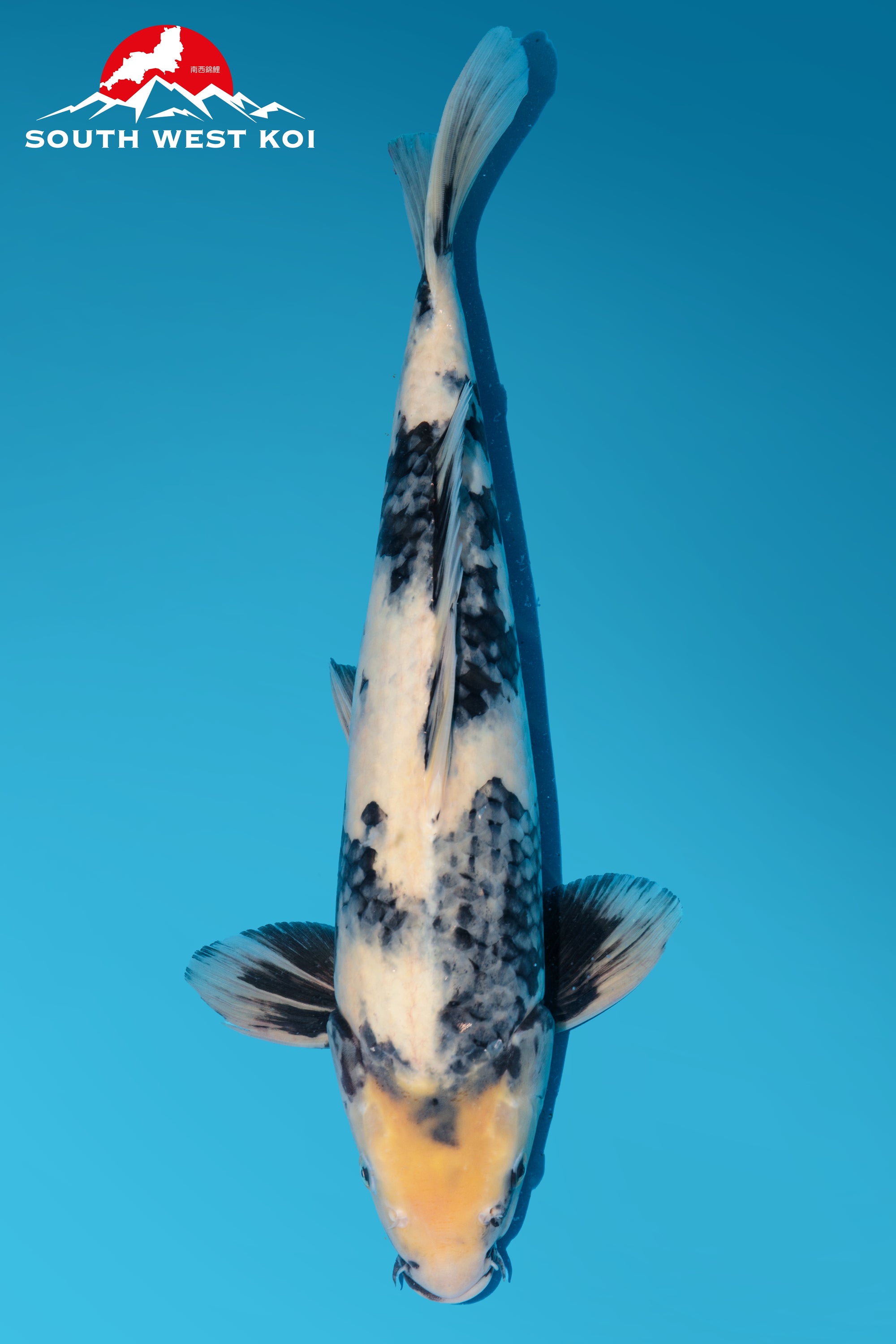 Japanese Koi Catalogue Southwest Koi