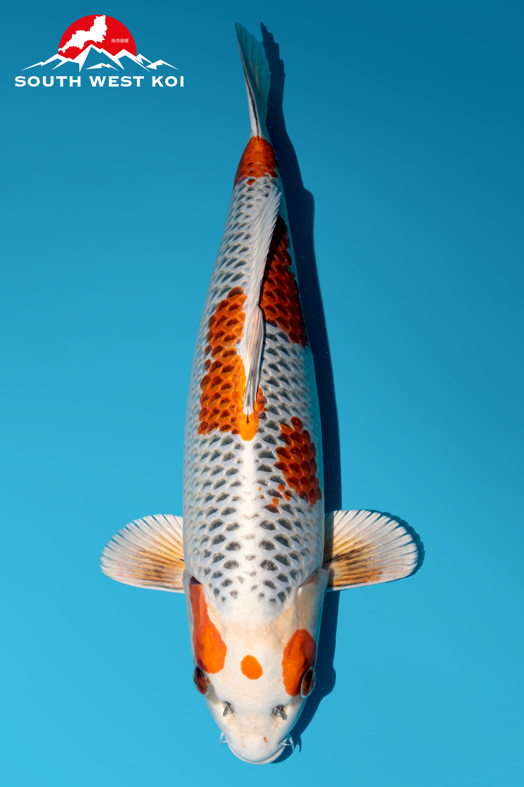 Japanese Koi Catalogue Page 4 Southwest Koi