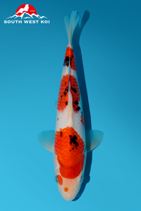 [#193P10] Sanke [29cm][Momotaro][1 year]
