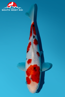 [#195P10] Sanke [27cm][Momotaro][1 year]
