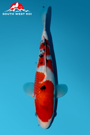 [#197P10] Sanke [28cm][Momotaro][1 year]