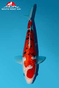 [#198P10] Ginrin Sanke [27cm][Momotaro][1 year]