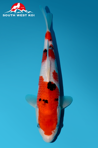 [#200P10] Sanke [30cm][Momotaro][1 year]