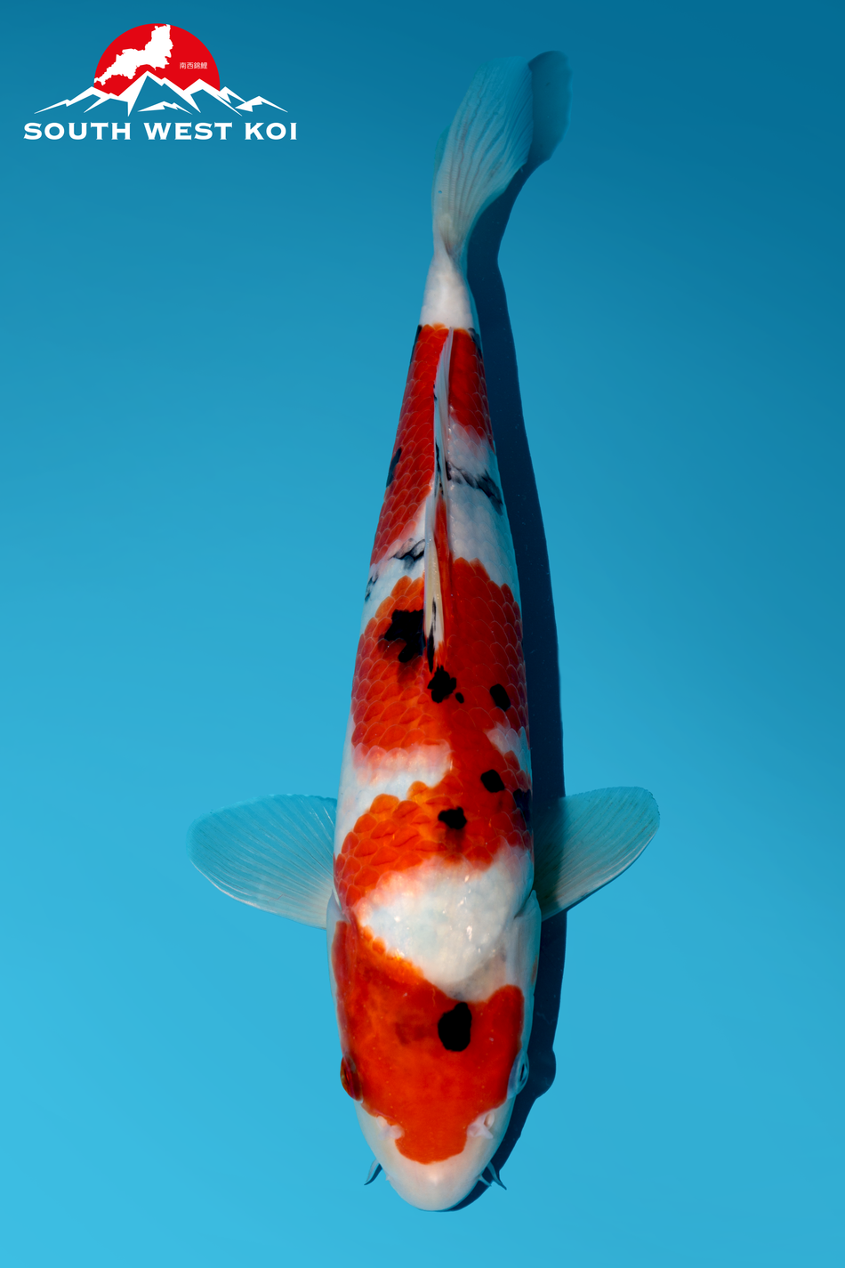 Japanese Koi Catalogue Page 2 Southwest Koi