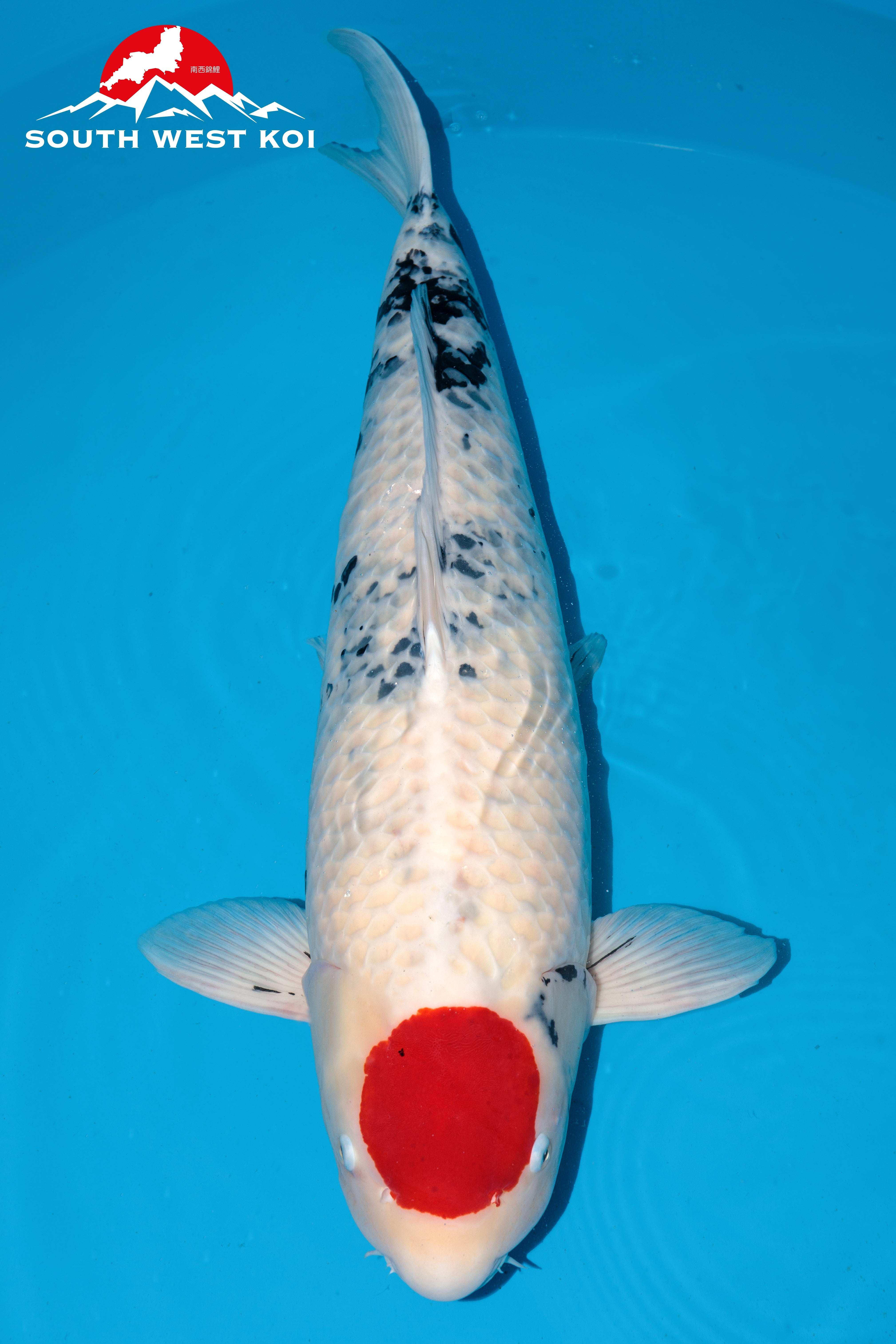 South West Koi, Japanese Koi Fish – Southwest Koi