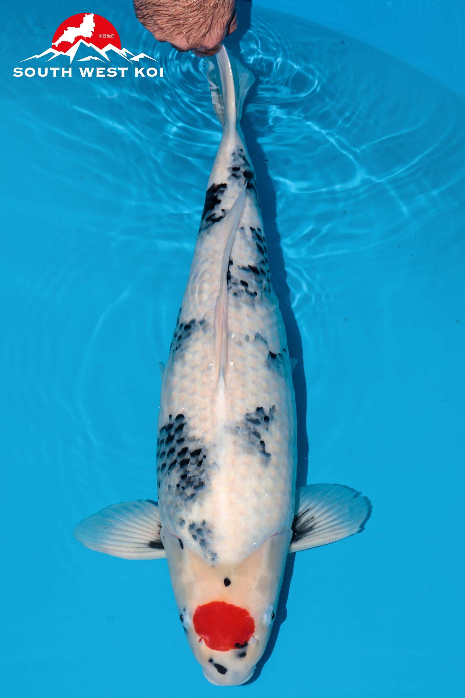 Japanese Koi Catalogue Southwest Koi