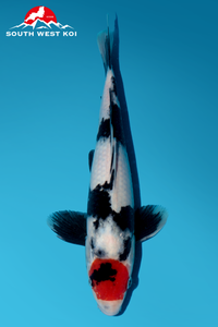 [#30P2] Tancho Showa [27cm][Male]