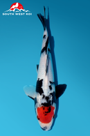 [#33P2] Tancho Showa [28cm][Male]