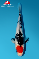 [#36P2] Tancho Showa [31cm][Male]