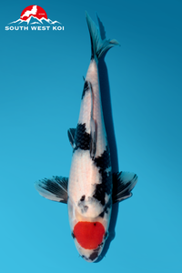 [#43P2] Tancho Showa [30cm][Male]