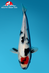 [#44P2] Tancho Showa [31cm][Male]