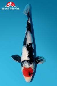 [#45P2] Tancho Showa [31cm][Male]