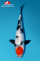[#46P2] Tancho Showa [31cm][Male]