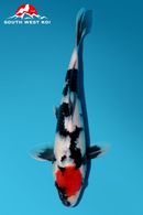 [#47P2] Tancho Showa [28cm][Male]