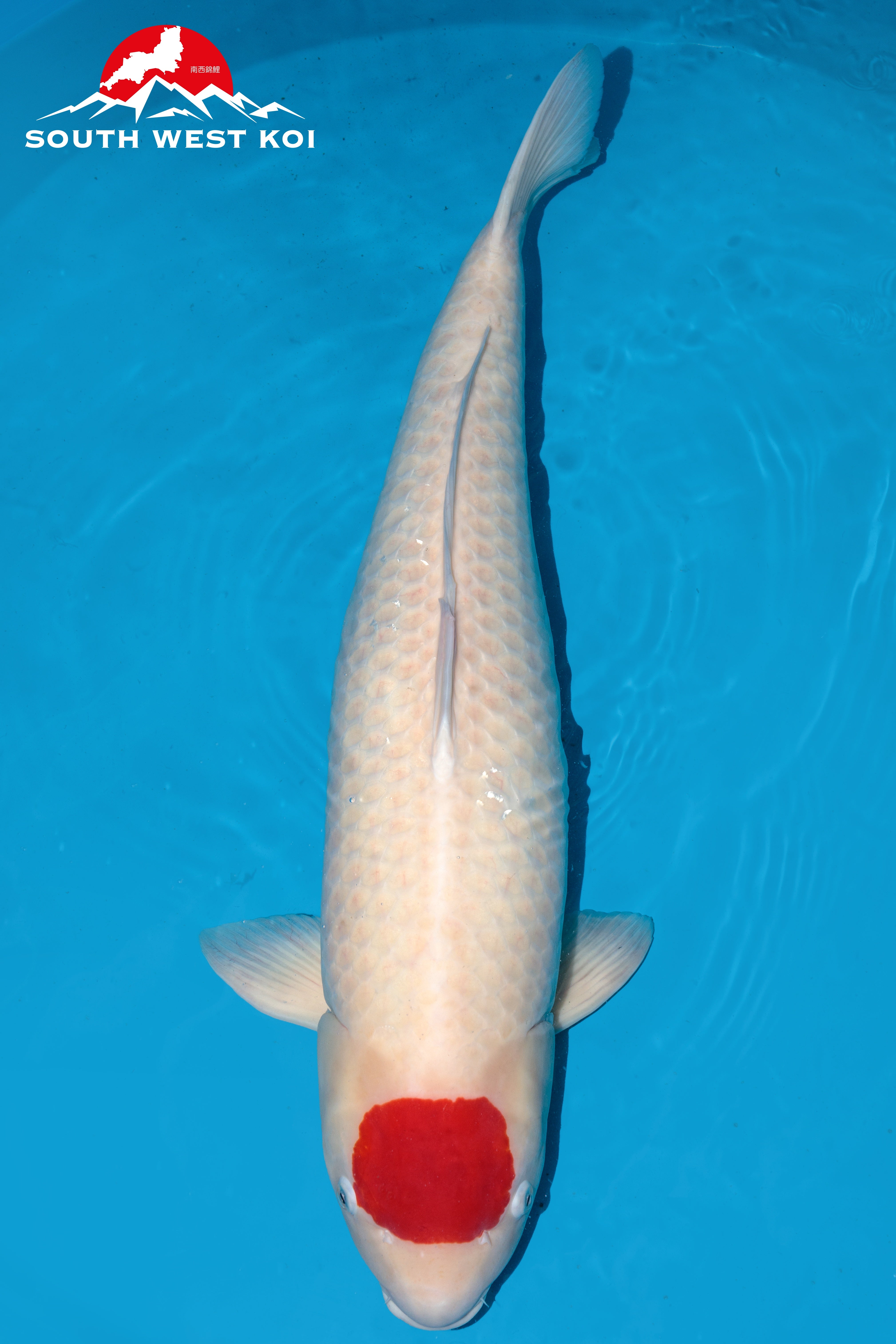 Japanese Koi Catalogue Southwest Koi