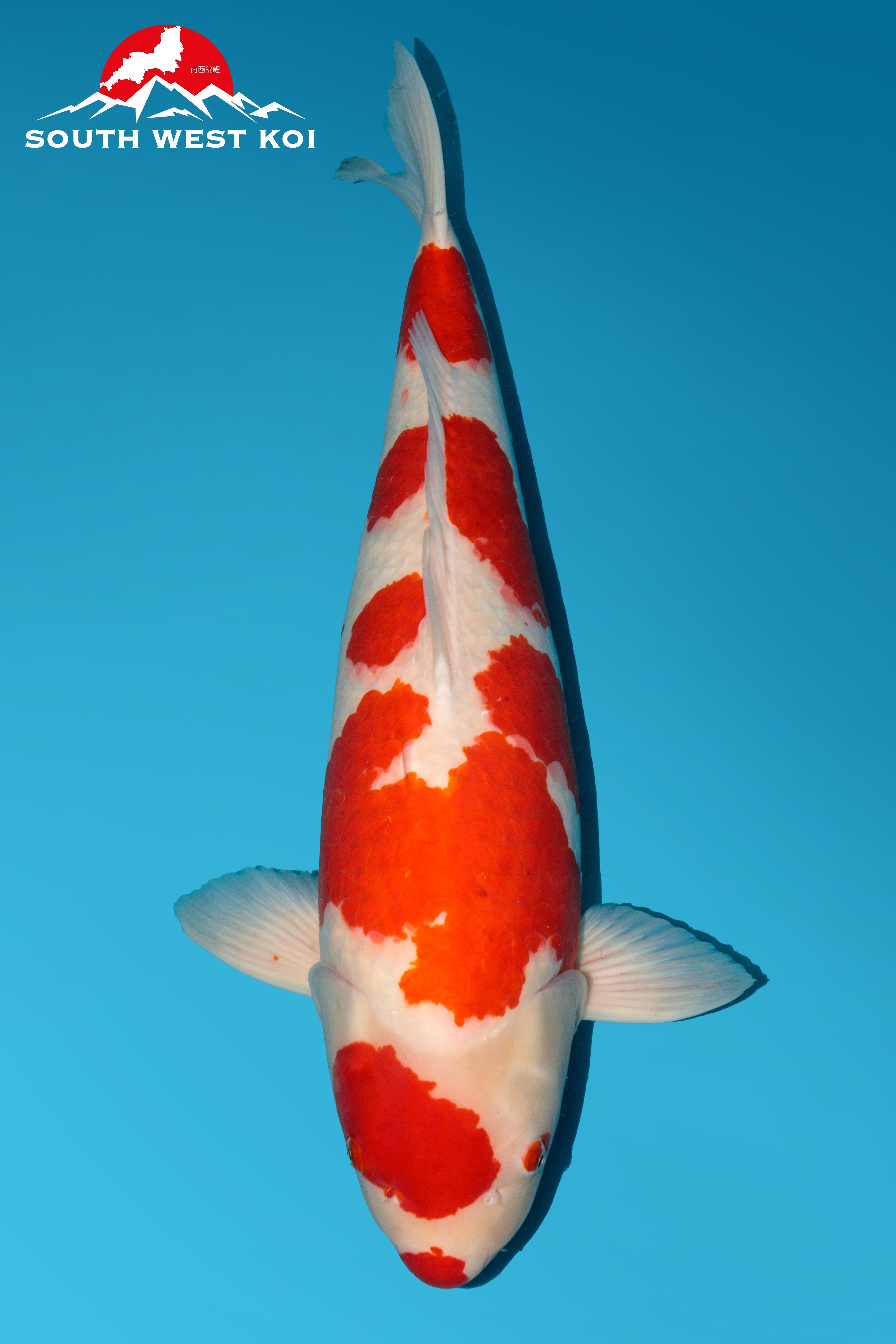 Japanese Koi Catalogue Southwest Koi