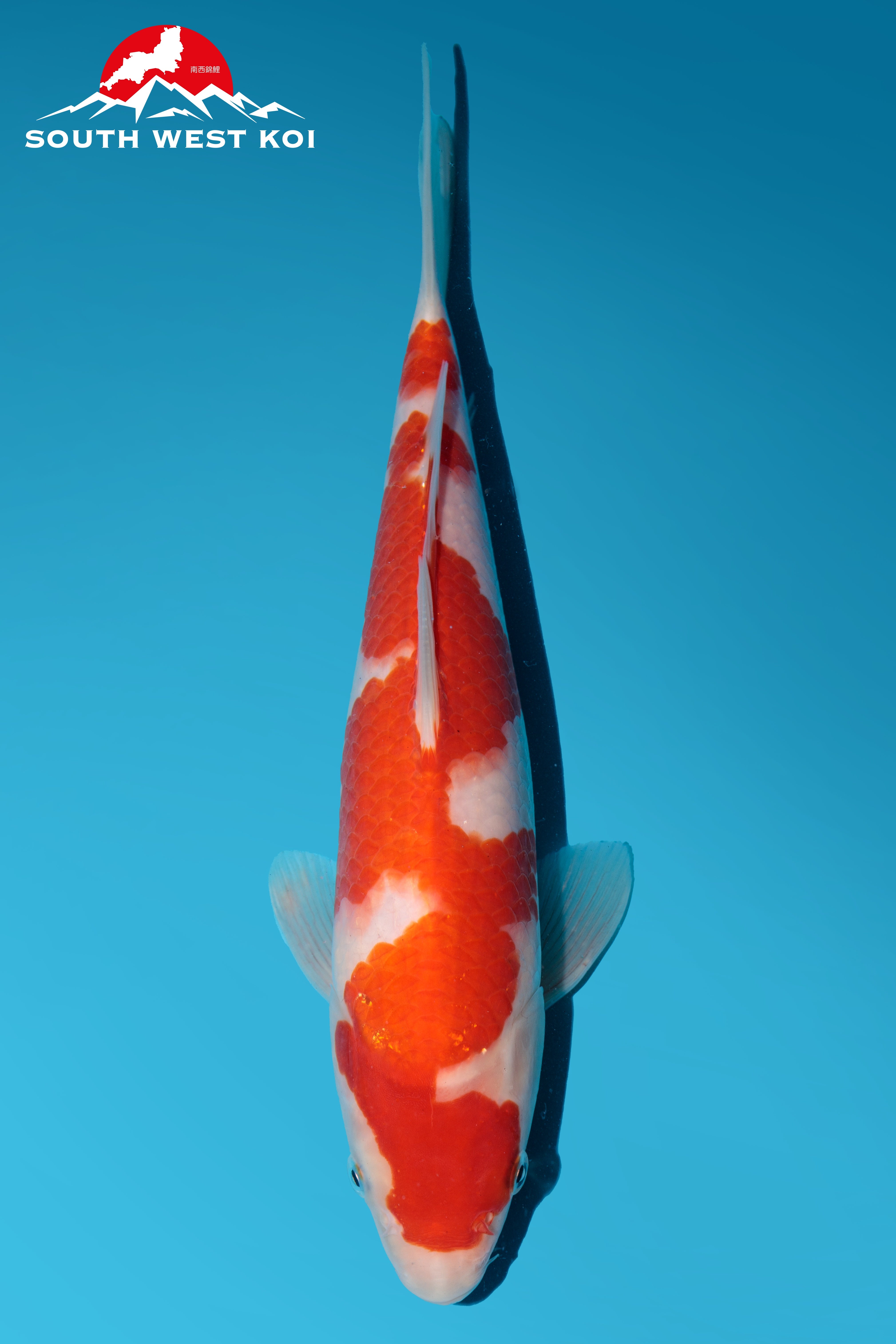 [#72] kohaku [26cm]