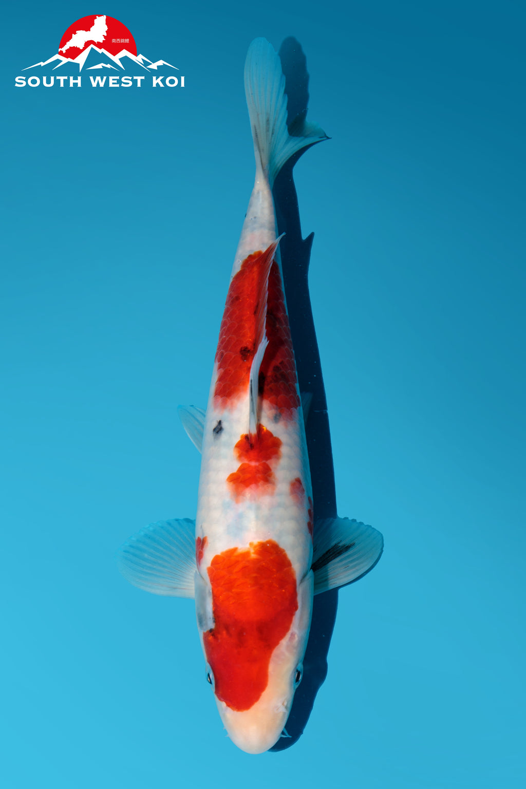 Japanese Koi Catalogue – Page 2 – Southwest Koi