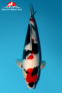 [#97P6] Showa [45cm][Female]