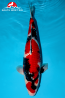 [#98P6] Showa [42cm][Female]