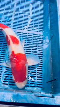 [58P5] Kohaku [53cm]