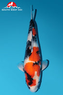 [#15P1] Showa [40cm][Female]