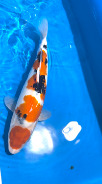 [#207P1] Sanke [42cm][Momotaro][Nisai]