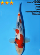 [#1005P25] Dainichi Tosai Showa [30cm]