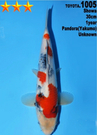 [#1005P25] Dainichi Tosai Showa [30cm]
