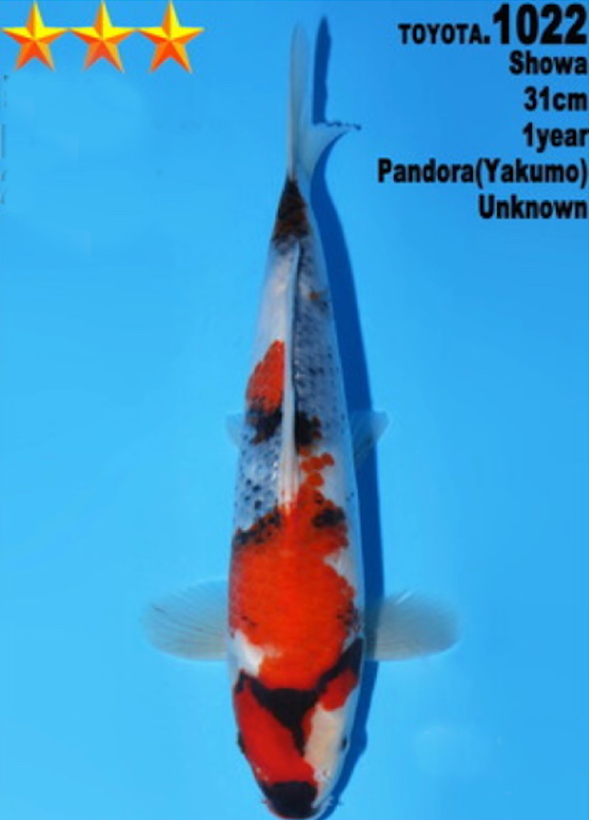 [#1022P25] Dainichi Tosai Showa [31cm] - SOLD