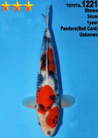 [#1221P25] Dainichi Tosai Showa [34cm]