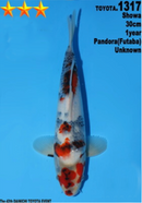 [#1317P25] Dainichi Tosai Showa [30cm]