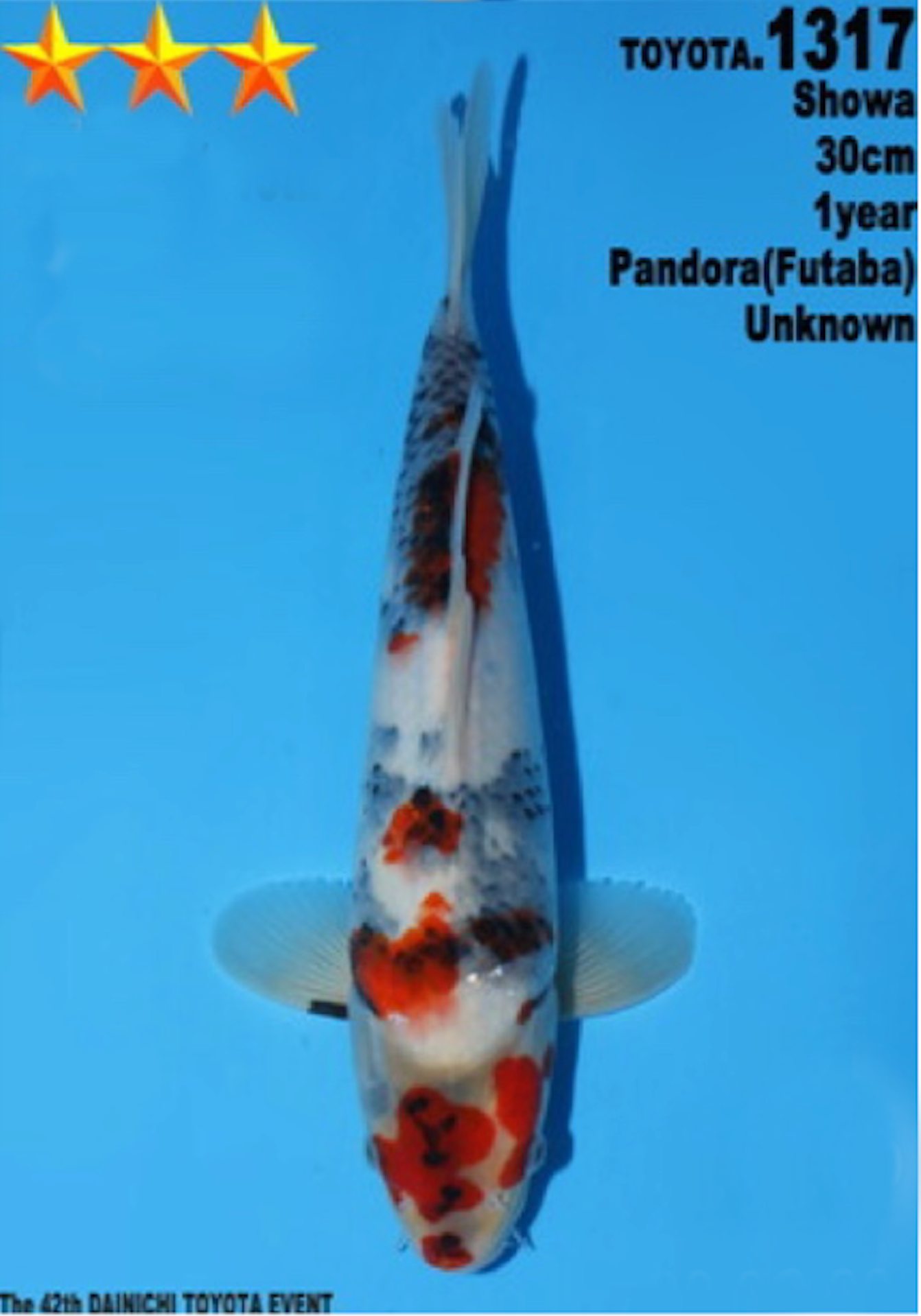 [#1317P25] Dainichi Tosai Showa [30cm]