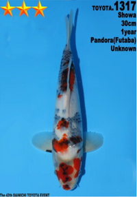 [#1317P25] Dainichi Tosai Showa [30cm]