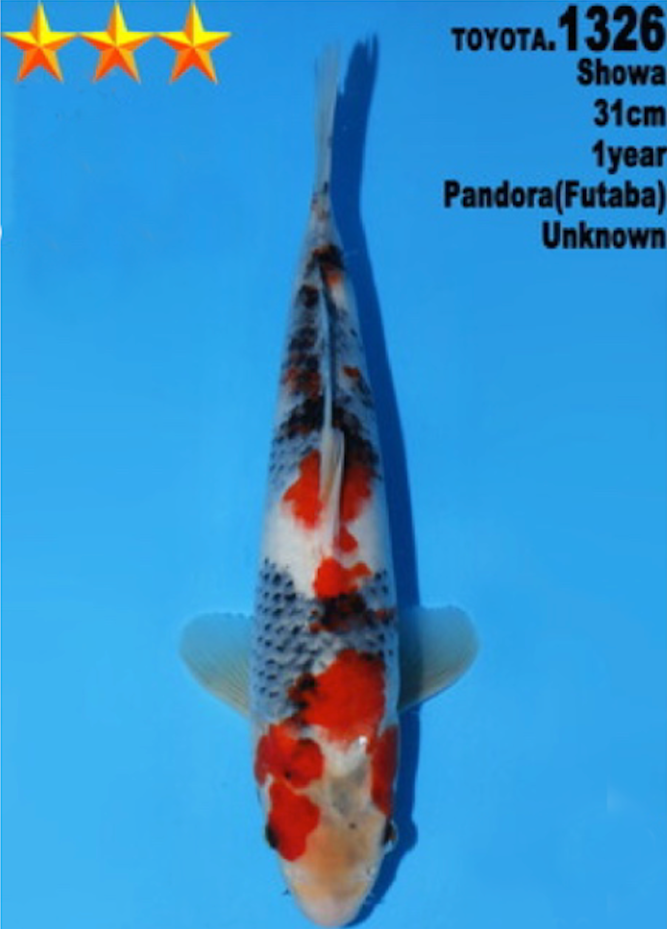 [#1326P25] Dainichi Tosai Showa [31cm]