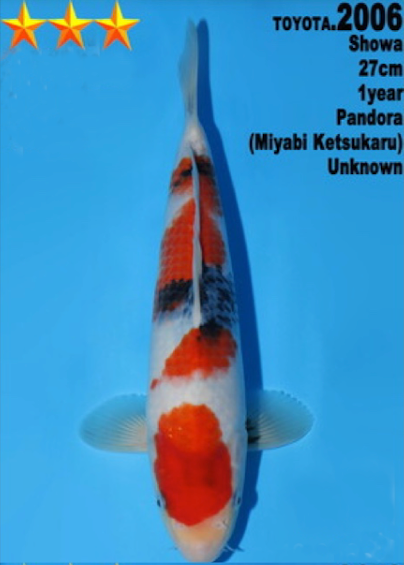 [#2006P25] Dainichi Tosai Showa [27cm]