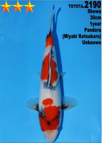 [#2190P25] Dainichi Tosai Showa [30cm]