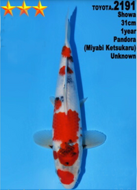 [#2191P25] Dainichi Tosai Showa [31cm]