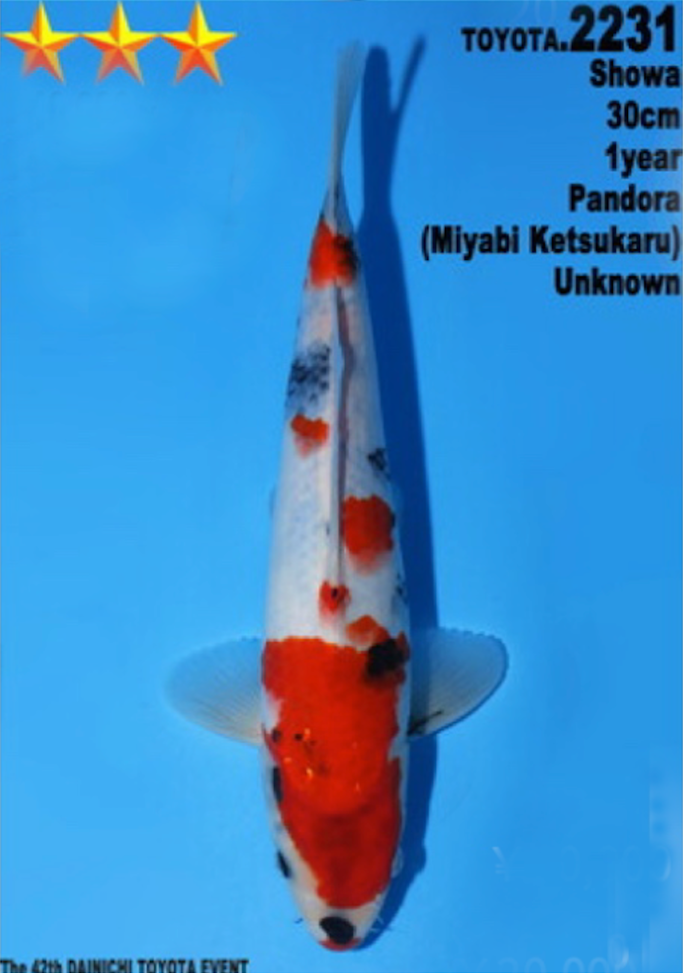 [#2231P25] Dainichi Tosai Showa [30cm]