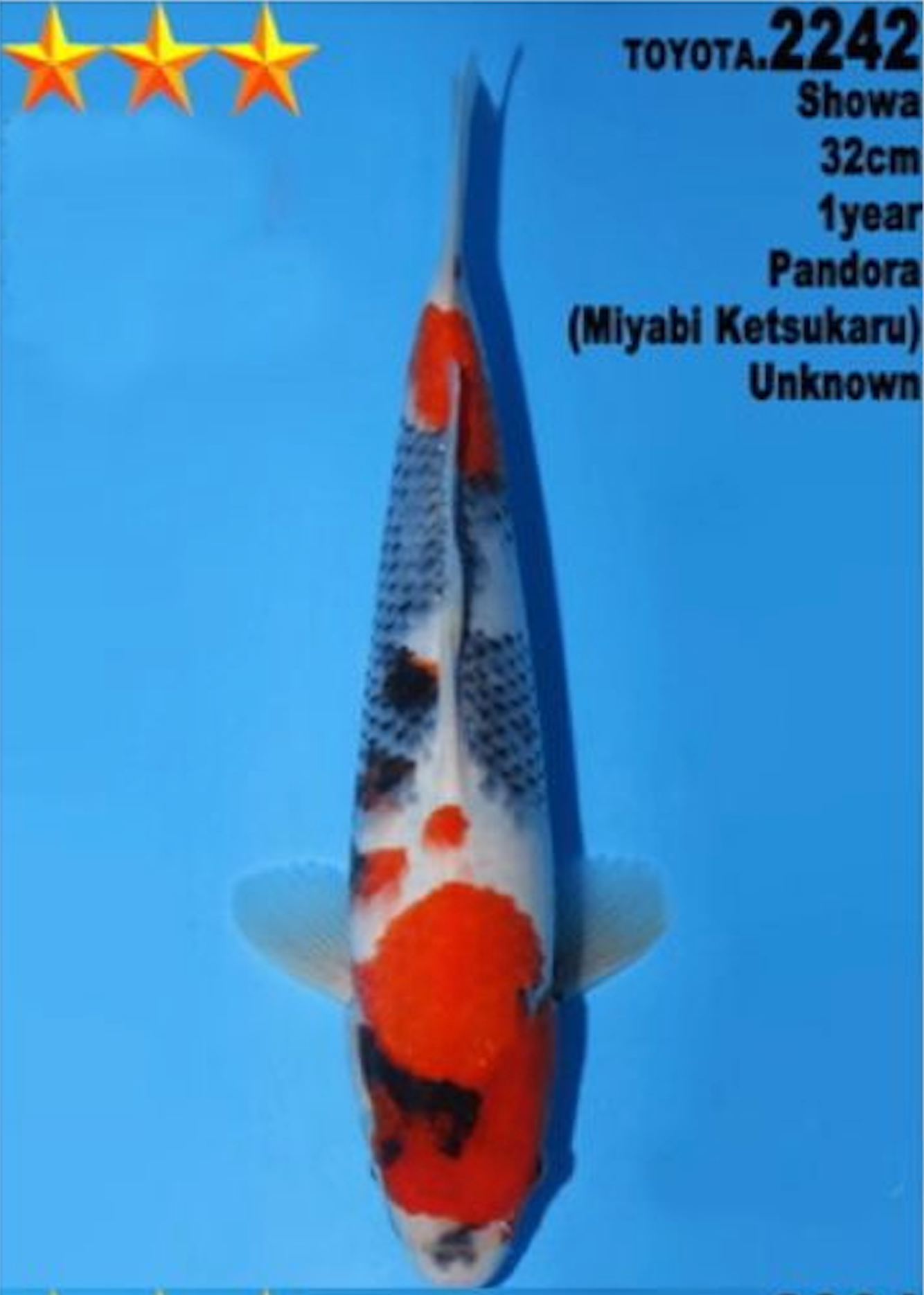 [#2242P25] Dainichi Tosai Showa [32cm]