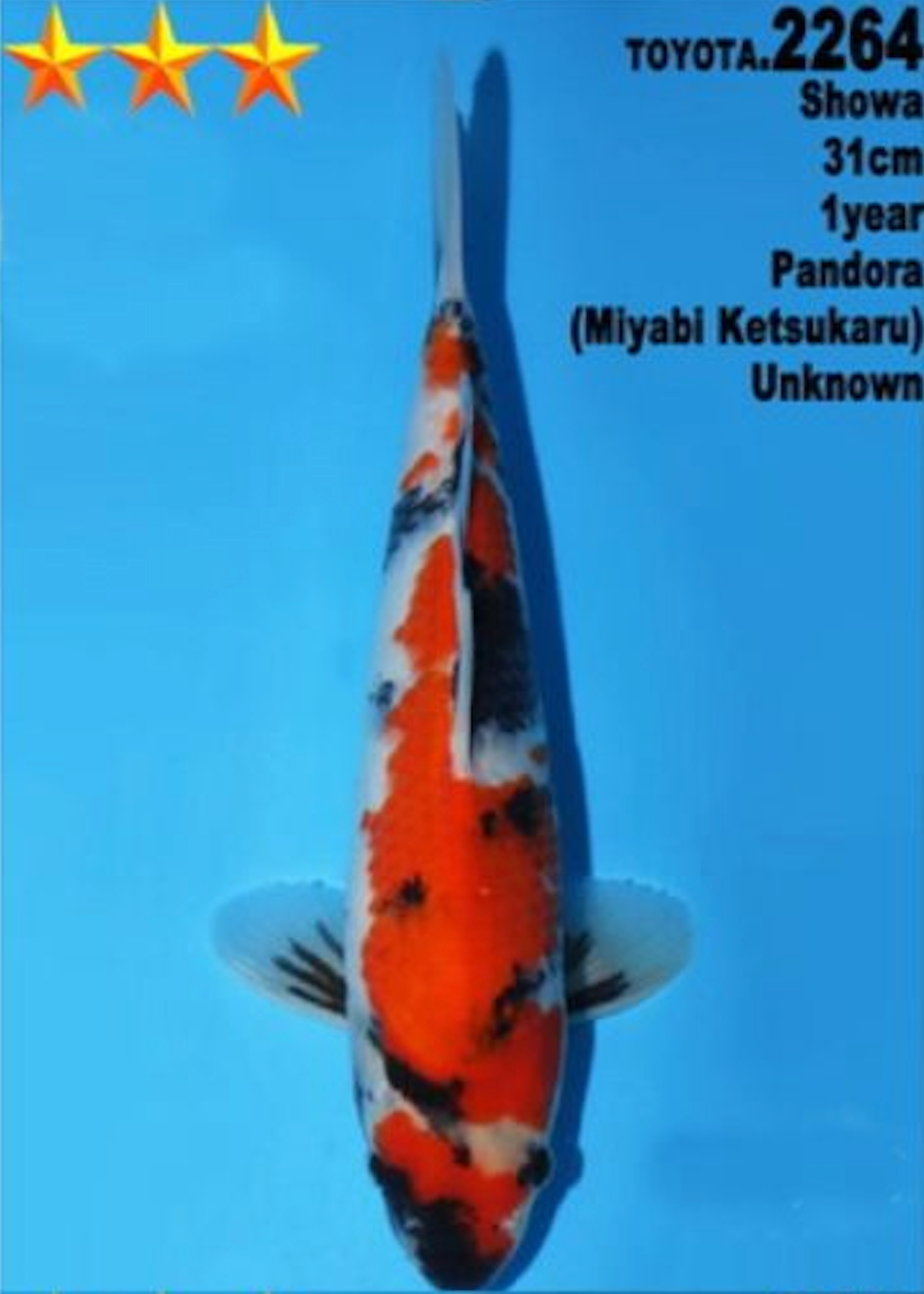 [#2264P25] Dainichi Tosai Showa [31cm]