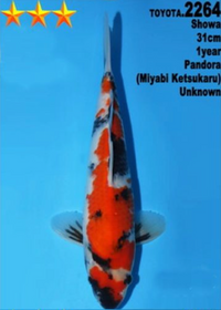 [#2264P25] Dainichi Tosai Showa [31cm]