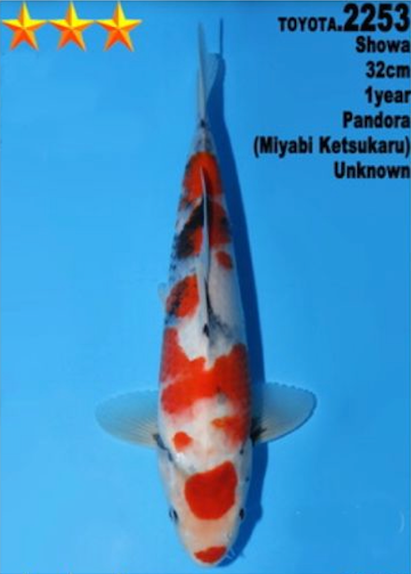 [#2253P25] Dainichi Tosai Showa [32cm]