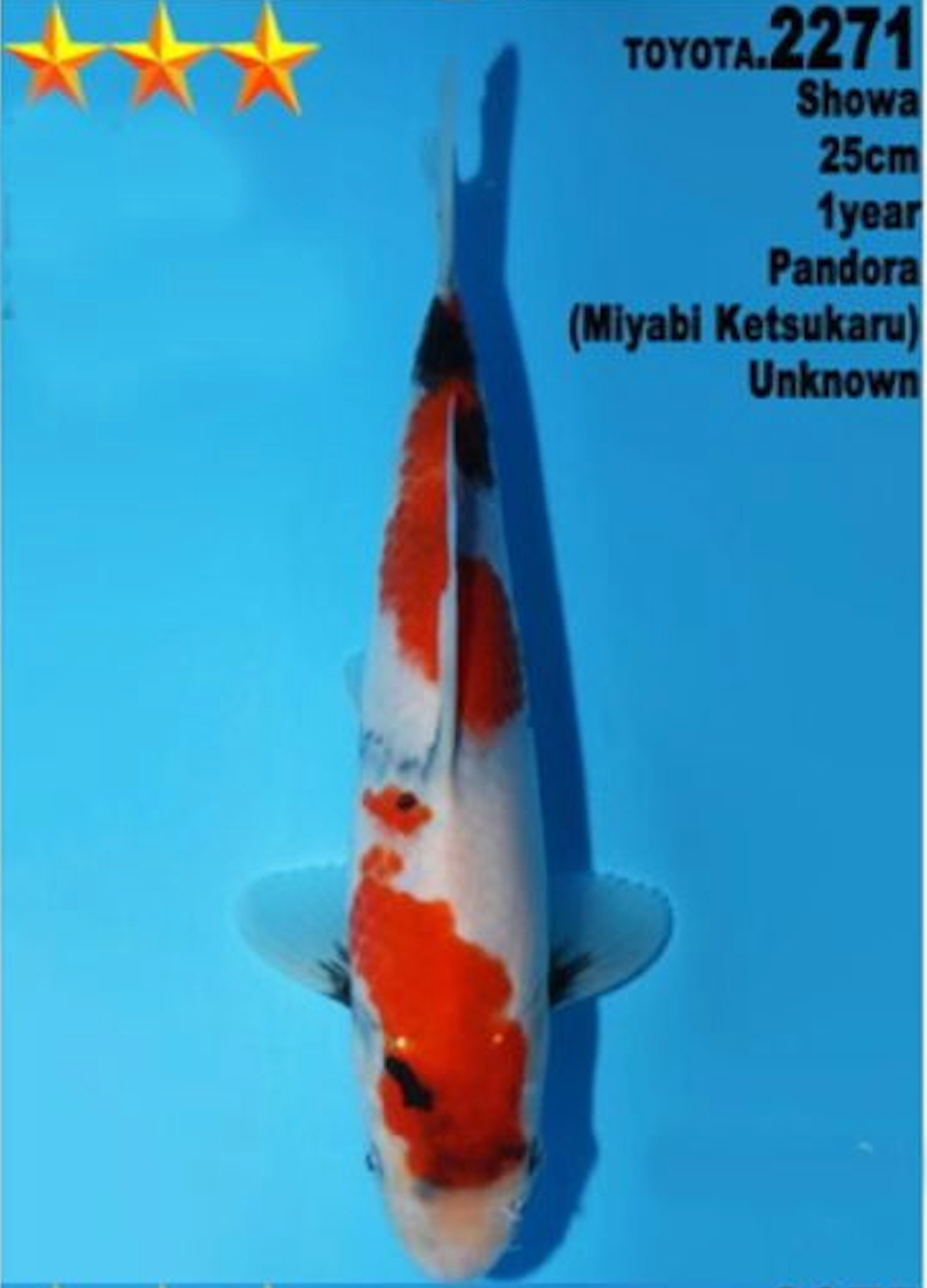 [#2271P25] Dainichi Tosai Showa [25cm]