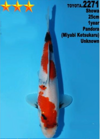 [#2271P25] Dainichi Tosai Showa [25cm]