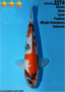 [#2274P25] Dainichi Tosai Showa [29cm]