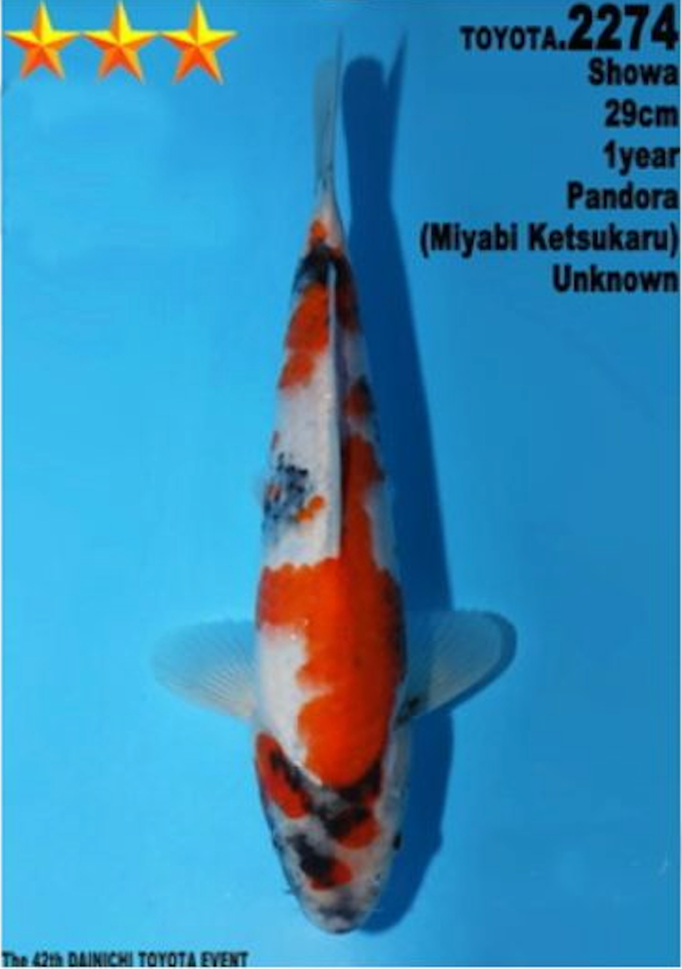 [#2274P25] Dainichi Tosai Showa [29cm]