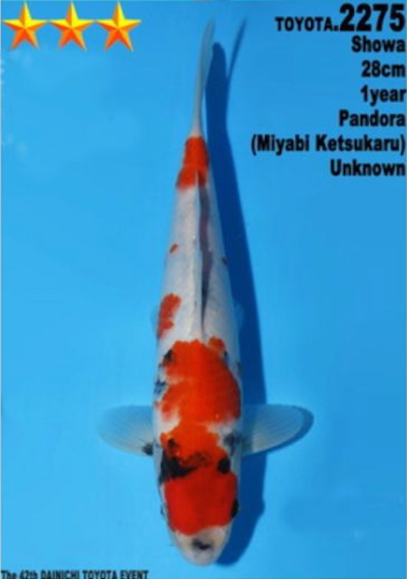 [#2275P25] Dainichi Tosai Showa [28cm]